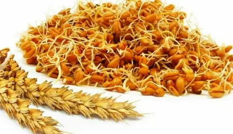 تصویر 2 از فروش شامپو جوانه گندم + قیمت خرید به صرفه